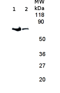 western blot using anti-plant FtsH antibody