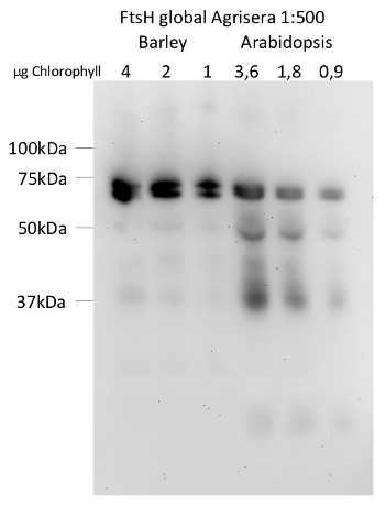 western blot with anti-FtsH global antibody