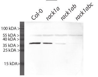 western blot using anti-RACK1 antibody