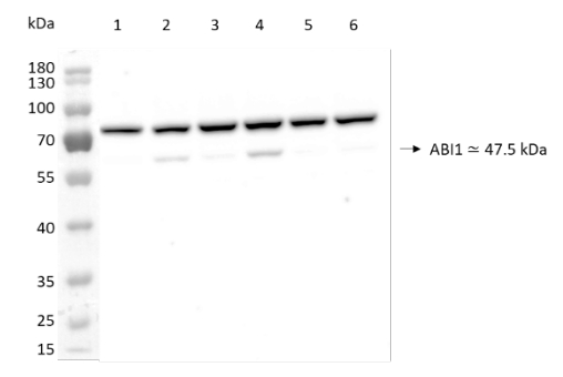 Western blot using anti-ABI1 antibodies