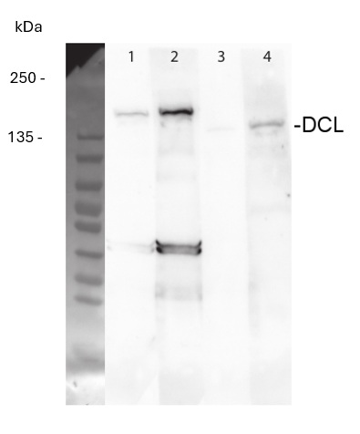 Western blot using anti-plant DCL1 and DCL3 antibodies