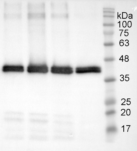 western blot using anti-patatin antibodies