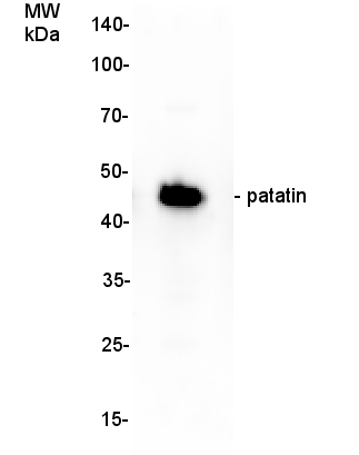 western blot detection using anti-patatin antibody