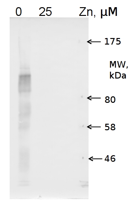 western blot using anti-COG0523 Zinc deficiency protein