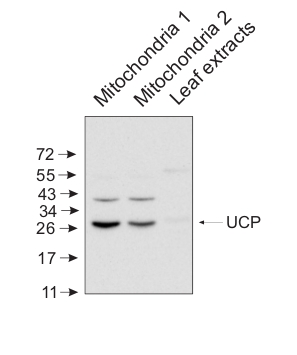 western blot using anti-plant UCP antibody