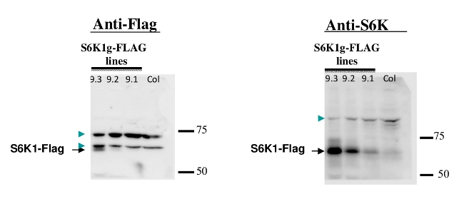 western blot using anti-S6K/2 antibodies