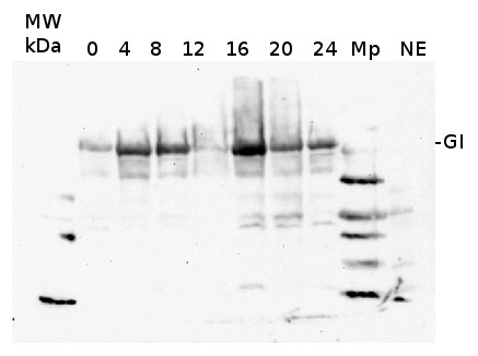 western blot using anti-GI antibodies