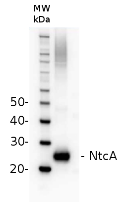 western blot detection of NtcA