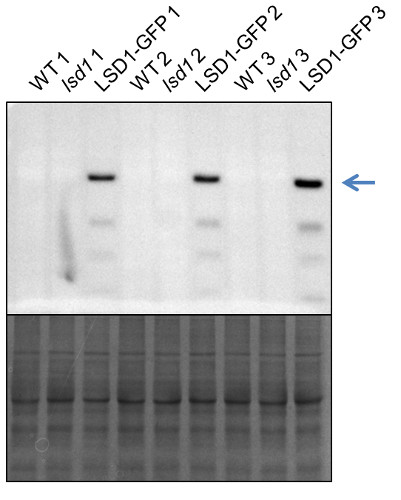 western blot using anti-LSD1 antibodies