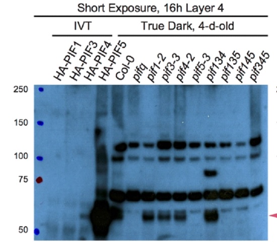 western blot using anti-PIF5 antibodies