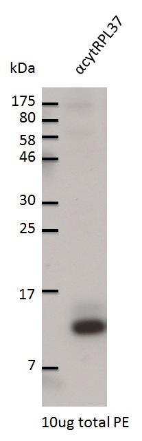 western blot using anti-RPL37 antibodies