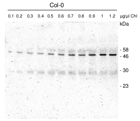 western blot using anti-VDR1 antibodies