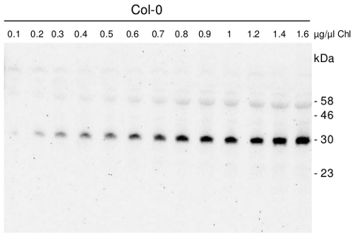 western blot using anti-SNE18 antibodies