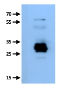 western blot detection using anti-plant GRF antibodies