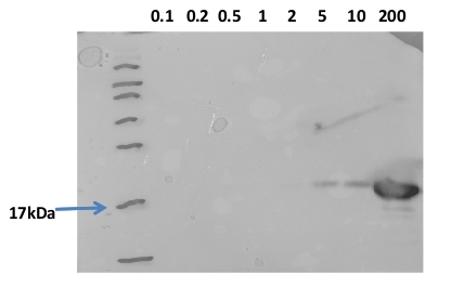 western blot using anti-HSP16B antibodies