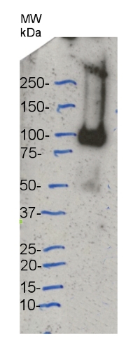 western blot using anti-CesA(IRX1) antibodies