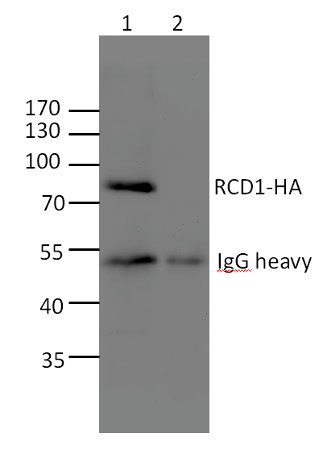 immunoprecipitation using anti-RCD1 antibodies