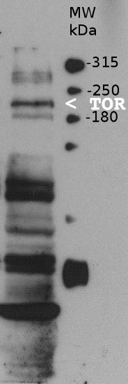western blot using anti-plant TOR antibodies