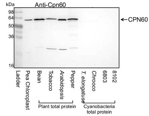 western blot detection of chloroplastic CPN60