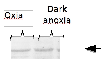 western blot using anti-MME4 antibody