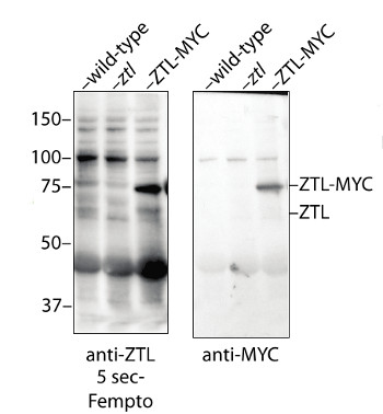 Anti-ZTL | Zeitlupe (Adagio Protein 1) antibodies