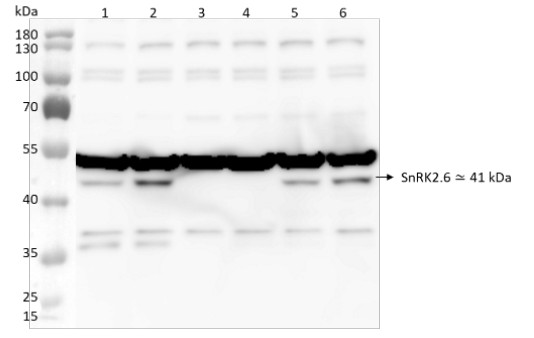Western blot using antiSRK2E antibodies on root extracts