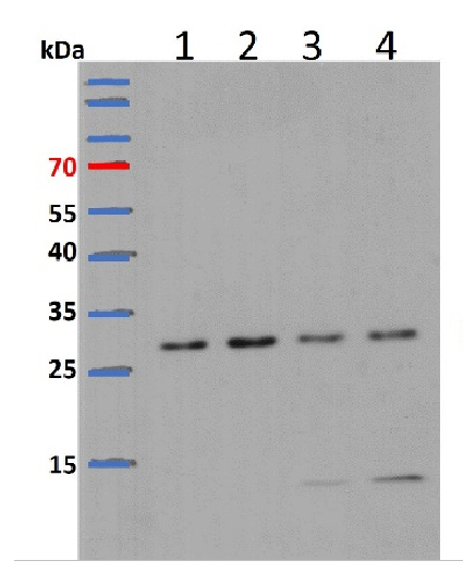 Wstern blot using anti plant L13-1 antibodies