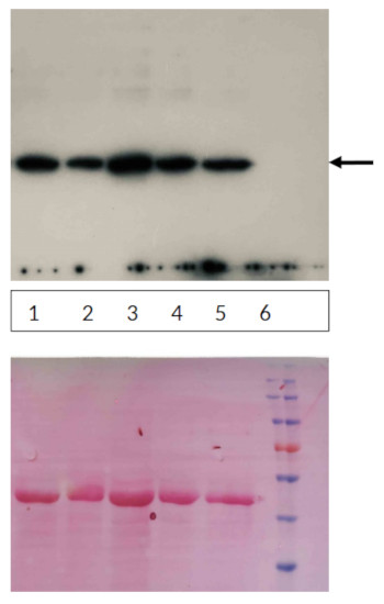 Western blot using anti-CPX1 (plant) antibodies