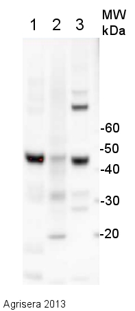 western blot using anti-plant actin antibody