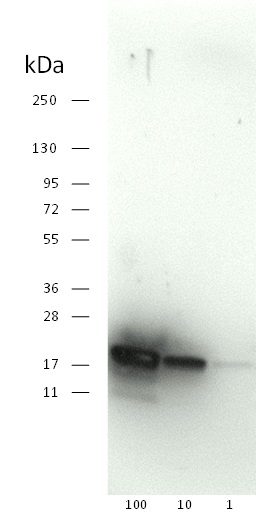 western blot detection of SOD1 aa24-39 using a monoclonal antibody