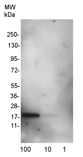 western blot detection of SOD1 58-72 using a mouse monoclonal antibody