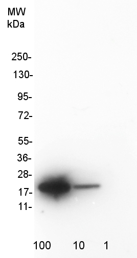 western blot detection of SOD1 80-96 using a mouse monoclonal antibody