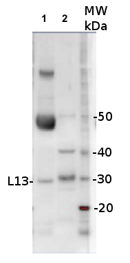 western blot using anti-L13 antibodies western blot using anti-L13 antibodies