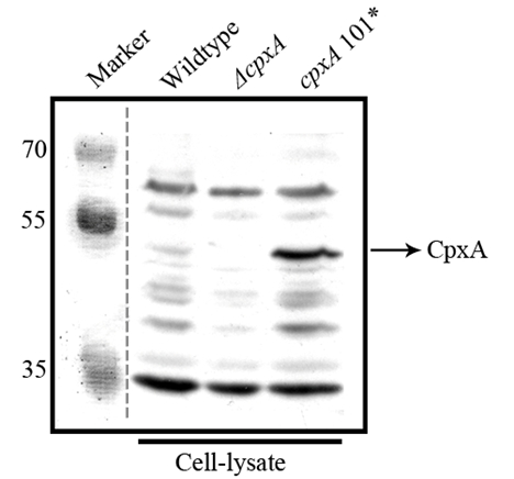 western blot detection using anti-CpxA antibody