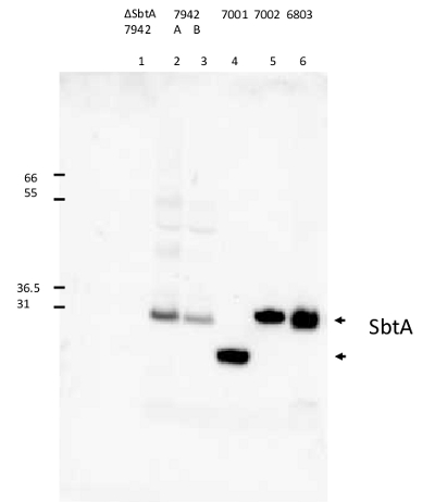 western blot using anti-SbtA antibodies