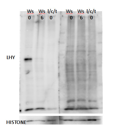 western blot using anti-LHY antibodies