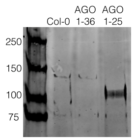 western blot using anti-AGO2 antibodies