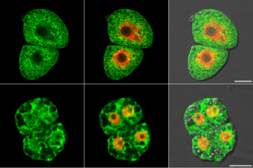 immunolocalization using anti-PP2A antibodies