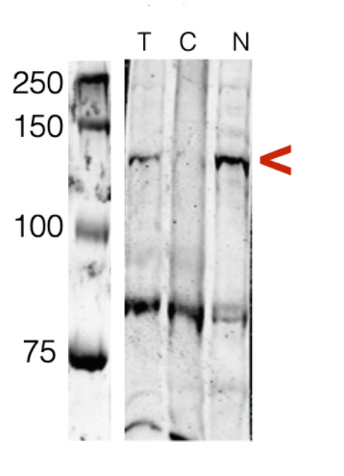 Western blot detection of AGO1 in Chlamydomonas