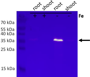 Western blot with anti-KrP antibody