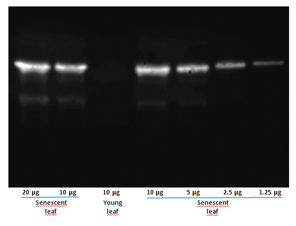 western blot using anti-SAG12 antibodies