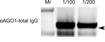 western blot using anti-AGO1 (Chlamydomonas)