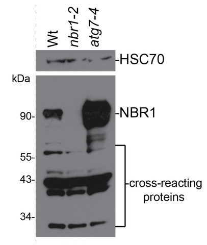 western blot using anti-NBR1 antibodies