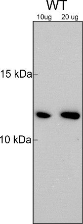 western blot using anti-plant Trxf1/2