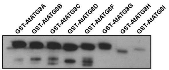 western blot using anti-ATG8A-I antibodies