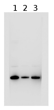 western blot using anti-LhcSR1 antibodies