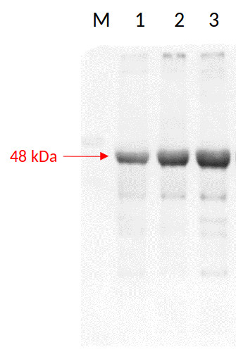 Western blot using anti-RPN6 antibodies