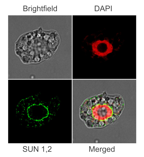 Immunofluorescence of SUN1,2, nuclear envelope protein in Arabidopsis, using anti-SUN1,2 antibodies