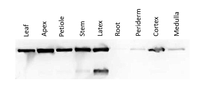 Multiple tissue analysis of linamarase