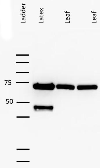 Western blot using anti-linamarase antibodies